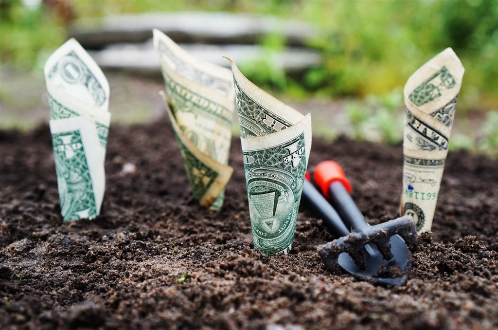 dollars plant