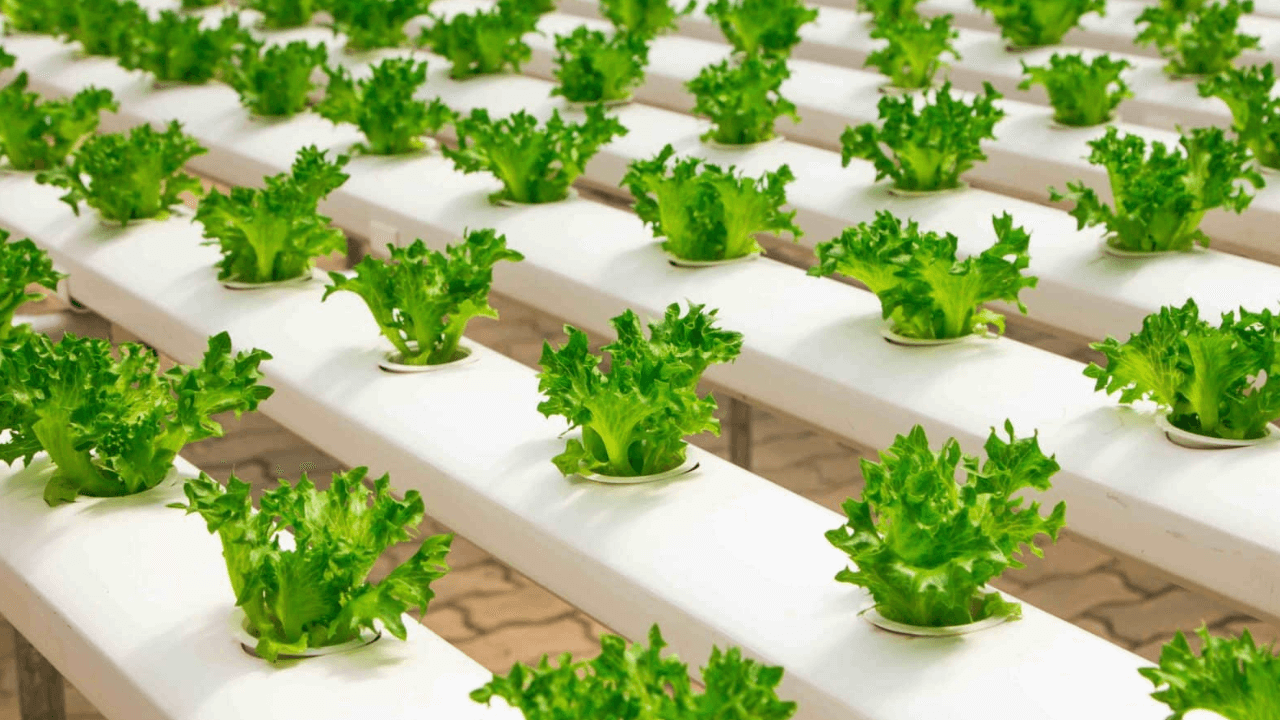 DOST-ASTI modernizes agriculture with AI
